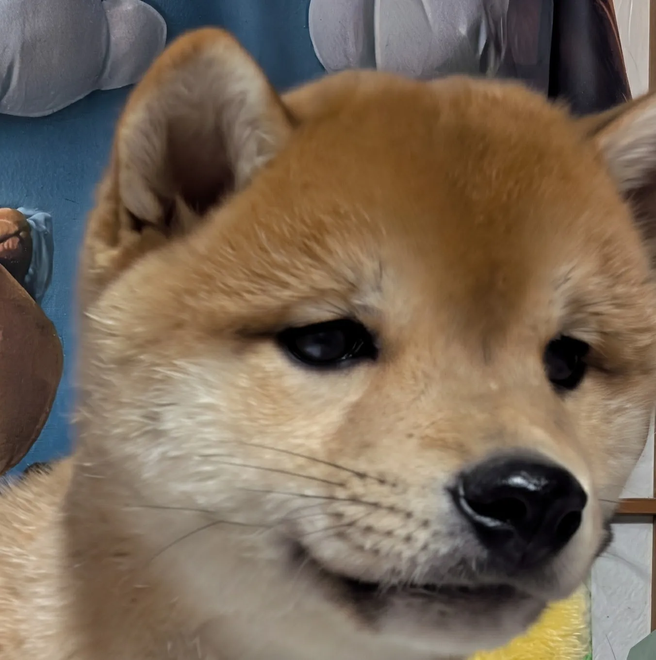 柴犬(豆柴)