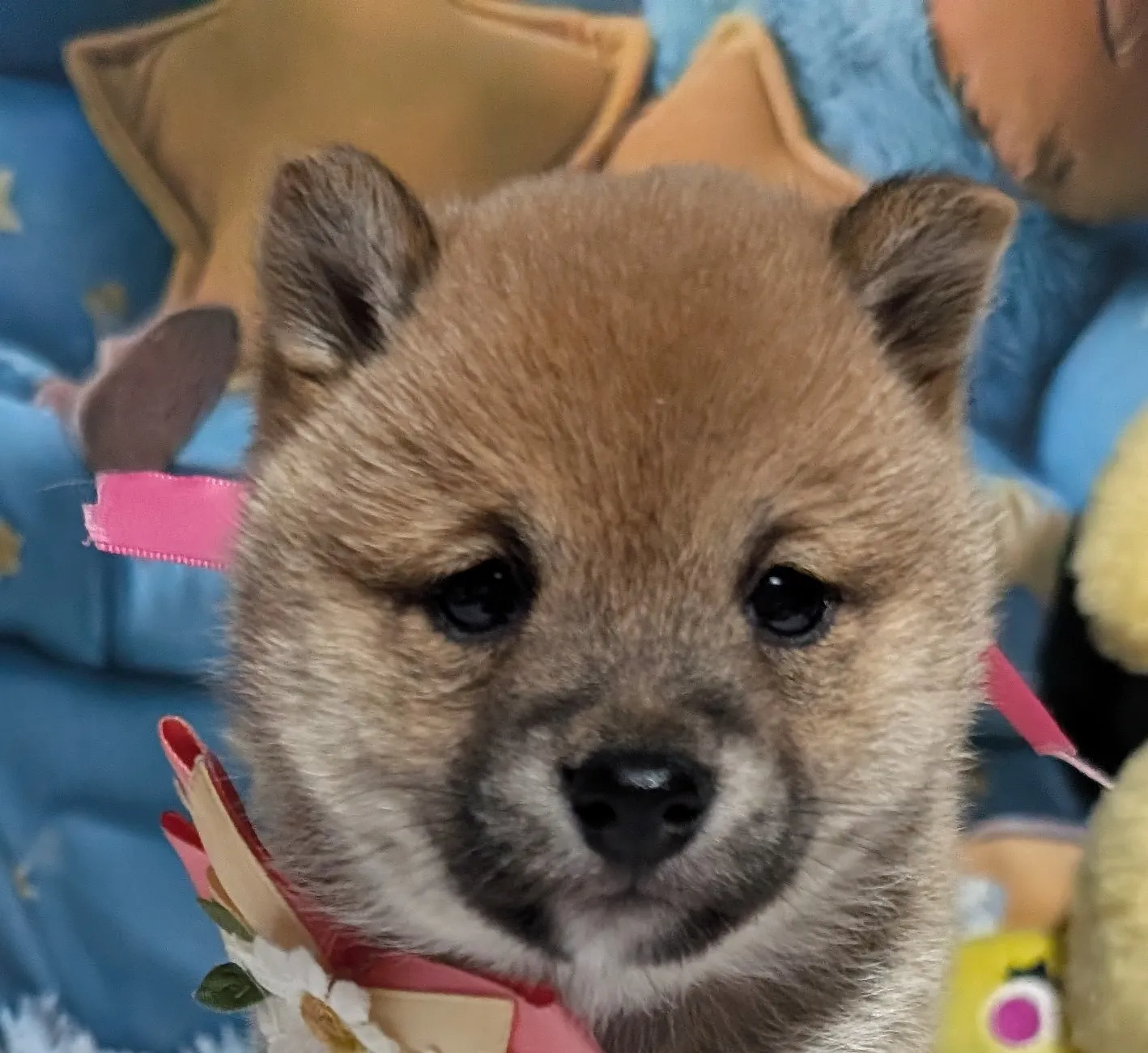 柴犬(豆柴)